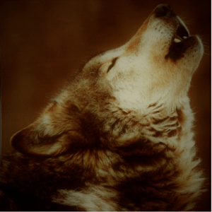 Big Dog College FM Radio