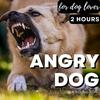 undefined Dogs! (barking, howling, whining, growling, ecc...)