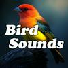 undefined Bird Sounds
