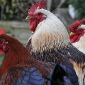 Podcast Average Cocks Podcast