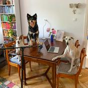 Podcast Pytasz mnie HAU