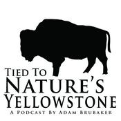 Podcast Tied To Nature's Yellowstone
