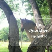 Podcast Révèles ton cheval - Quotidien Équestre