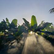 Podcast White Noise Nature Sounds