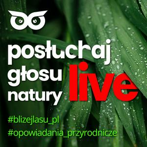 Posłuchaj głosu natury live z BlizejLasu.pl