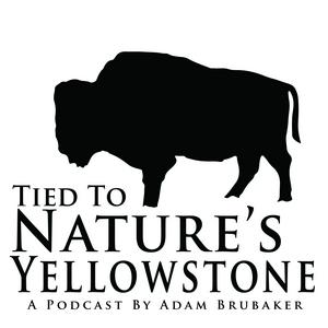 Tied To Nature's Yellowstone
